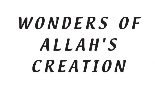 Wonders Of Allah’s Creation